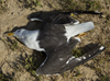 1cy fuscus in August, ringed in Finland. (81365 bytes)
